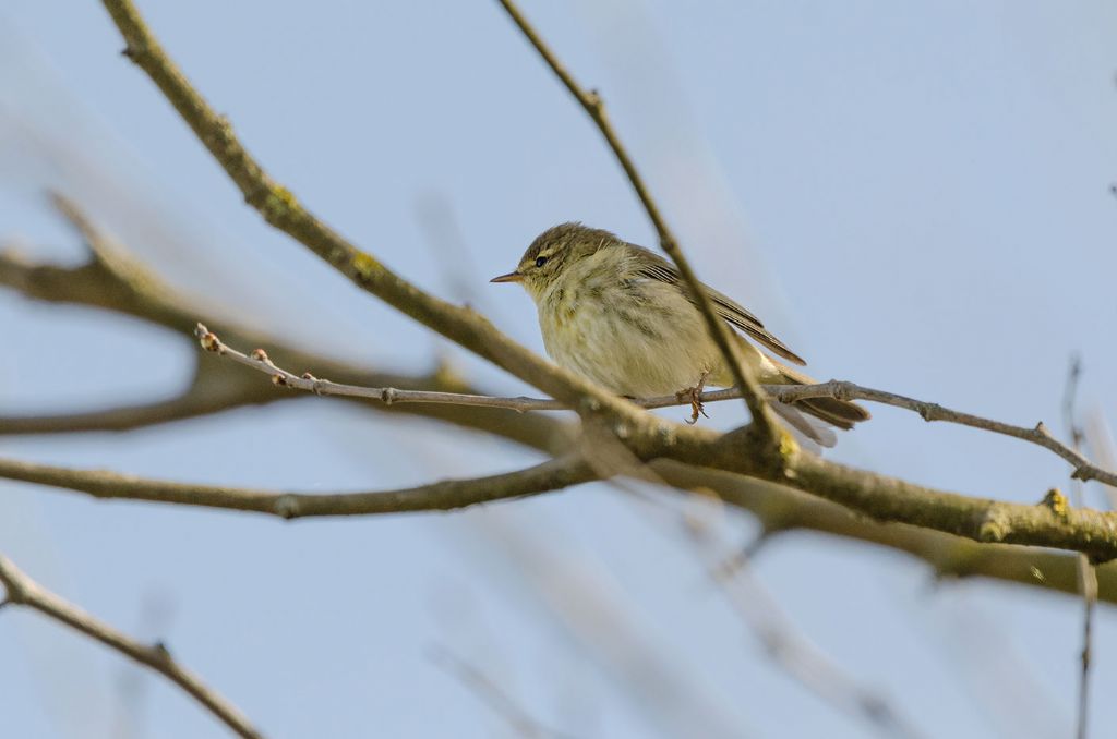 Lu piccolo?  S,   Lu piccolo (Phylloscopus collybita)